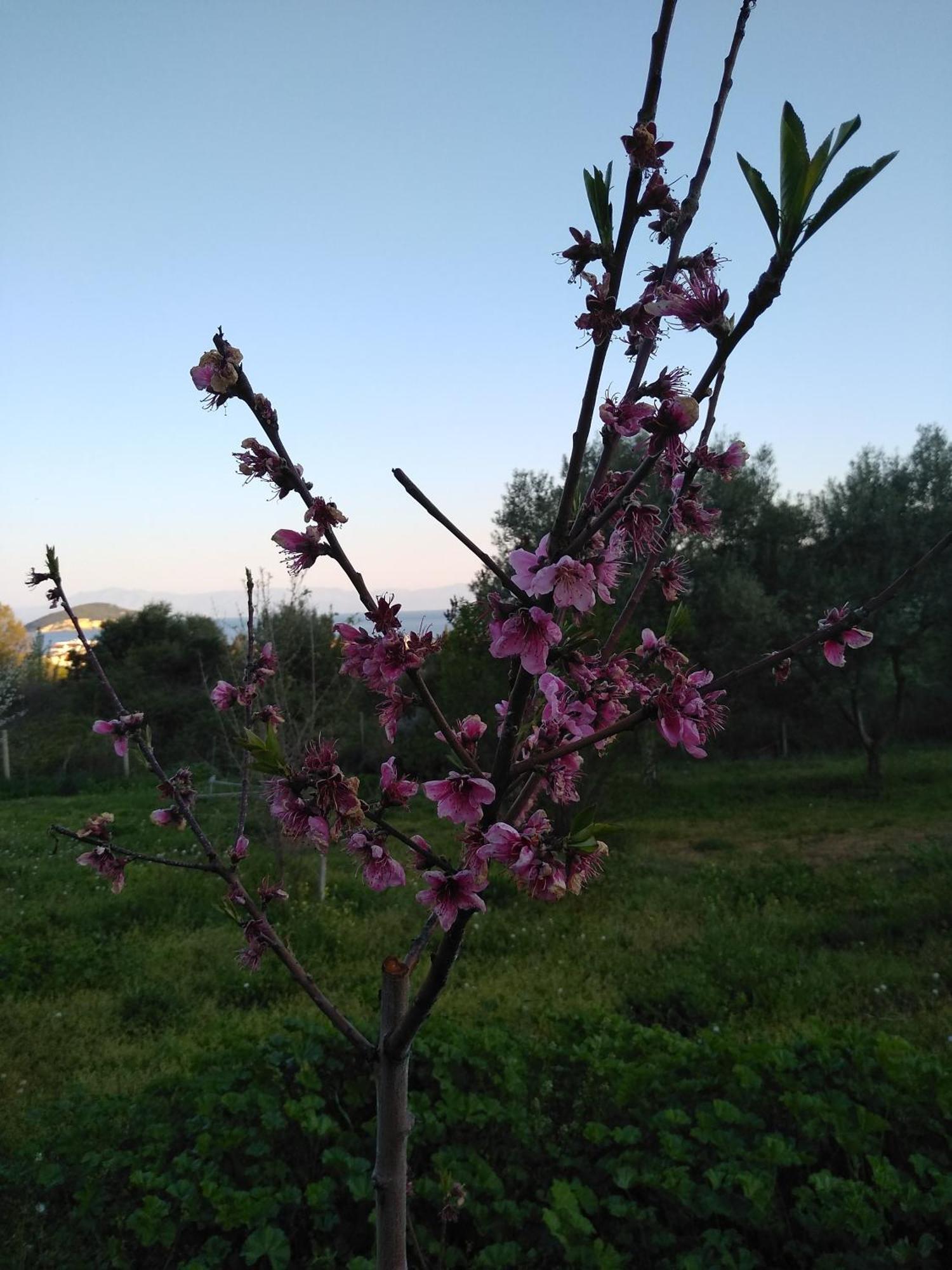 Martha'S Villa Nea Iraklitsa Εξωτερικό φωτογραφία